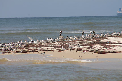 Least terns on the beach in Mississippi